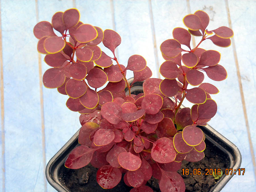 DSCN2158 copy.jpg