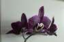 282772354_1_94x72_falenopsis-orhideya-phalaenopsis-black-jack-iz-florikultury-kiev.jpg