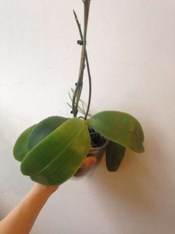 336184154_2_644x461_orhideya-falenopsis-liodoro-phalaenopsis-liodoro-s-3-tsvetonosami-fotografii_rev001.jpg