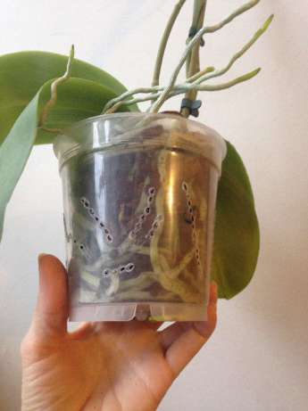 336184154_4_644x461_orhideya-falenopsis-liodoro-phalaenopsis-liodoro-s-3-tsvetonosami-dom-i-sad_rev001.jpg