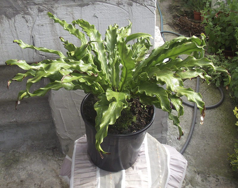 Asplenium-nidus.jpg