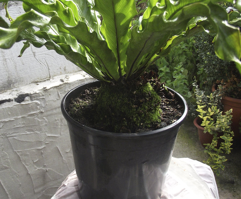 Asplenium-nidus1.jpg