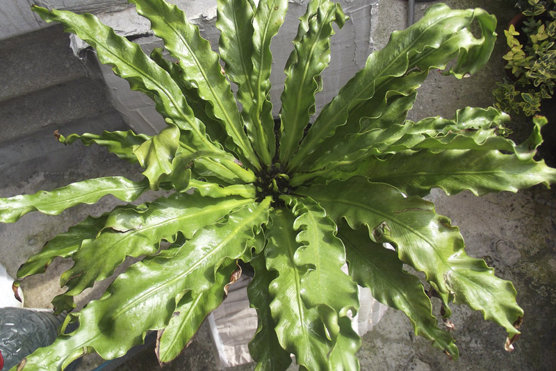 Asplenium-nidus2.jpg