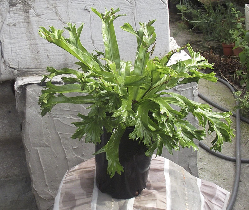 Asplenium-nidus-Crissie.jpg