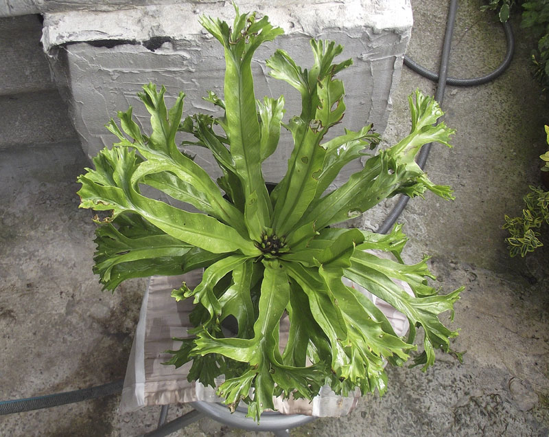 Asplenium-nidus-Crissie1.jpg