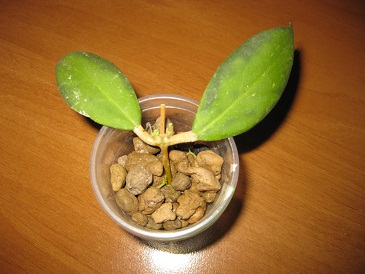Juannguoiana.JPG