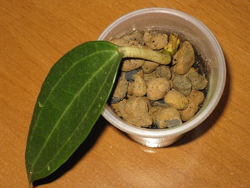 polystachya Blume.JPG
