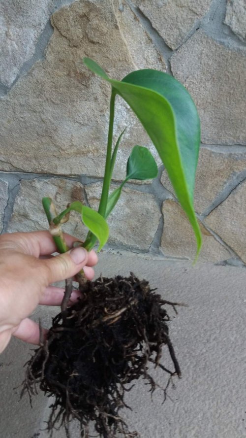 monstera1_500x889.jpg
