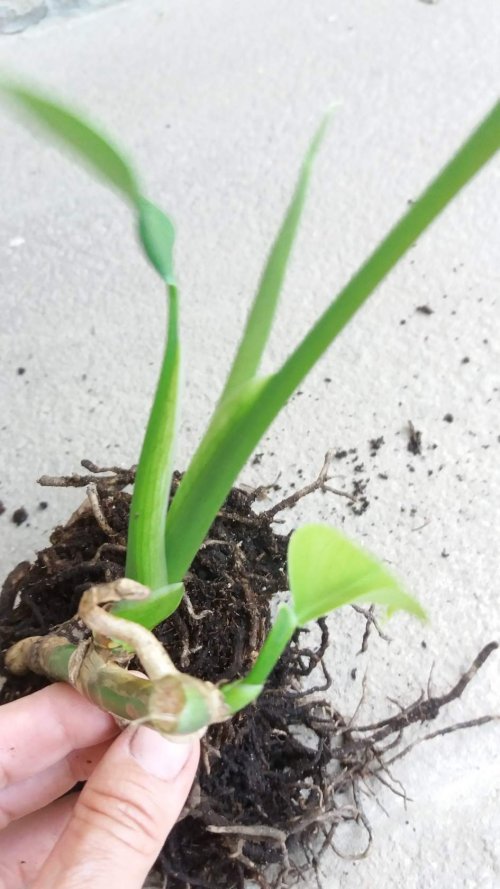 monstera_500x889.jpg