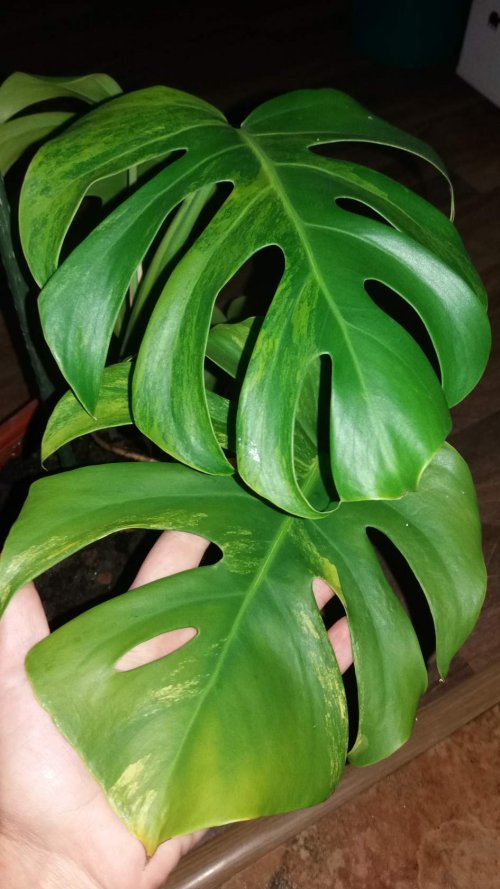 monstera2_500x889.jpg