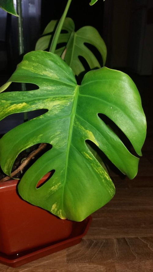 monstera3_500x889.jpg