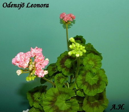 Odensj Leonora_452x394.jpg