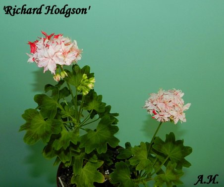 Richard Hodson-1_452x378.jpg