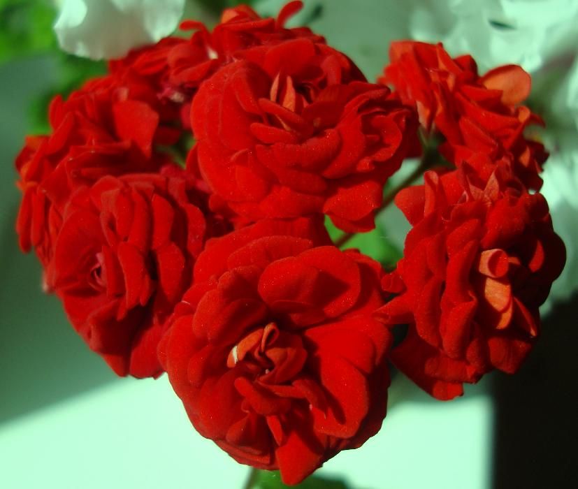 pelargoniya-rozebudnaya.jpg