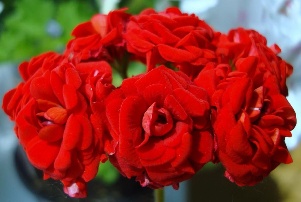pelargoniya-rozebudnaya2.jpg