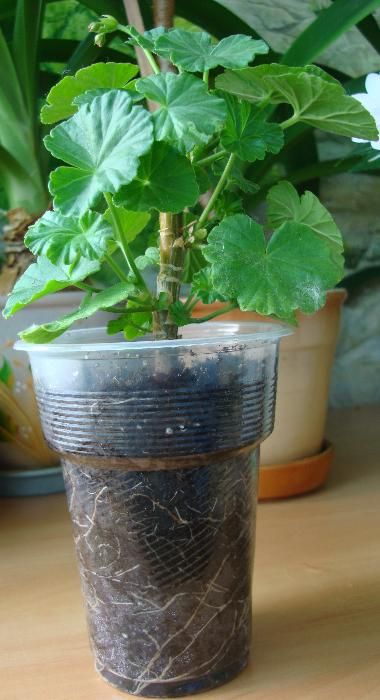 pelargoniya-rozebudnaya3.jpg