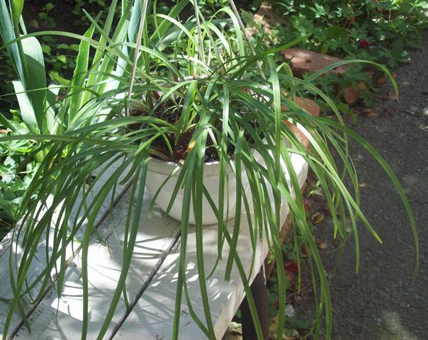 100_1744.JPG