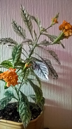 WP_20160625_21_38_18_Pro.jpg