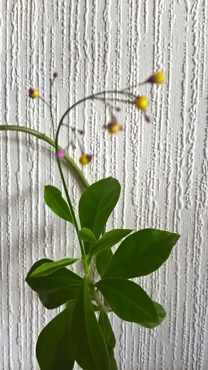 WP_20160618_10_38_07_Pro.jpg