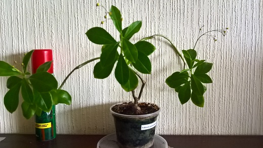 WP_20160618_10_37_54_Pro.jpg