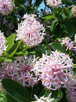 dais cotinifolia 1.jpg
