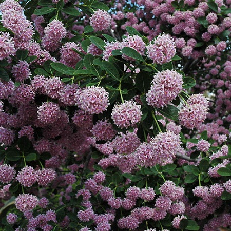 Dais_cotinifolia_500X500.jpg