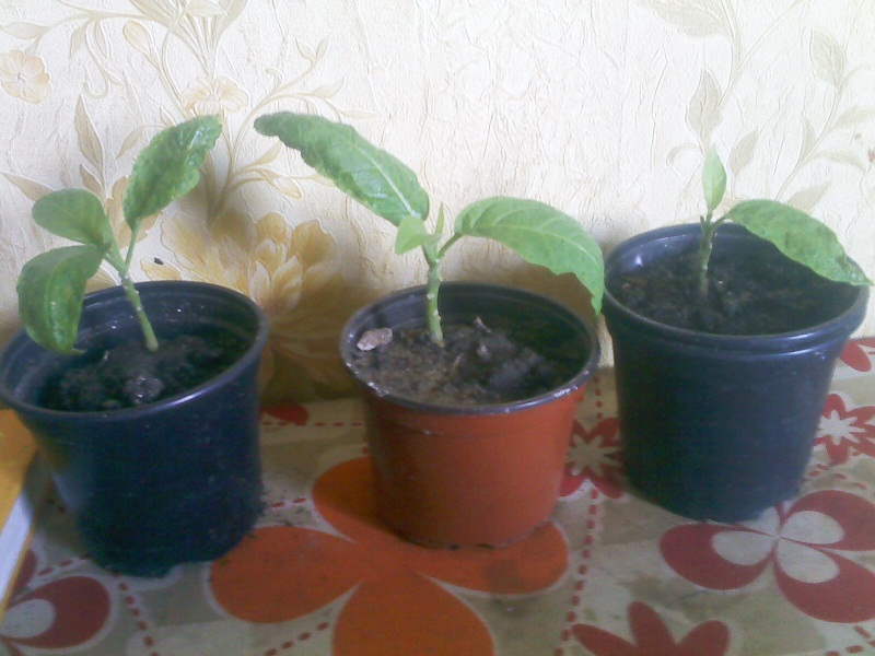 IMG02149.jpg