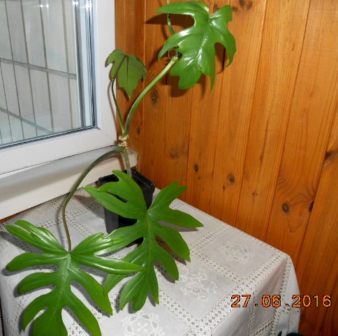 DSCN5746.JPG