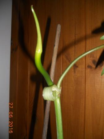 DSCN5741.JPG