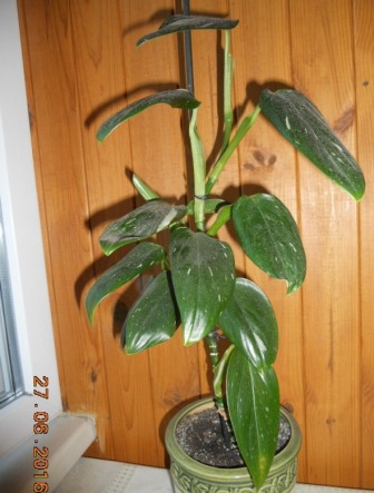 DSCN5752.JPG