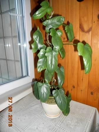 DSCN5754.JPG