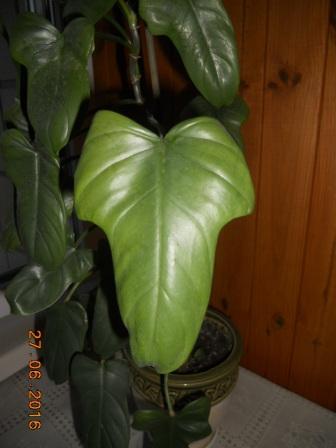 DSCN5756.JPG