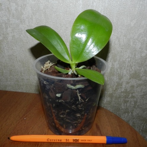 DSCN9947.JPG