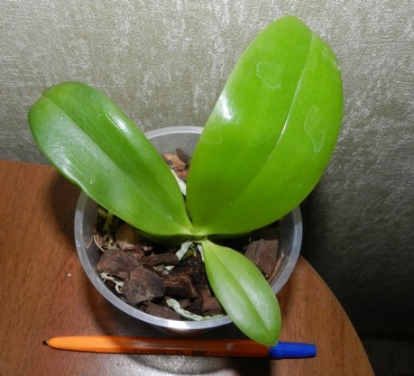 DSCN9948.JPG