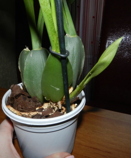 DSCN9854.JPG