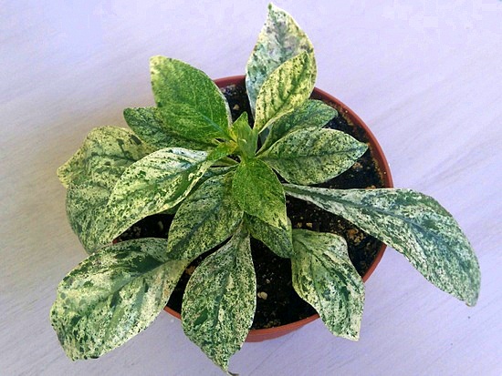 crossandra var.JPG