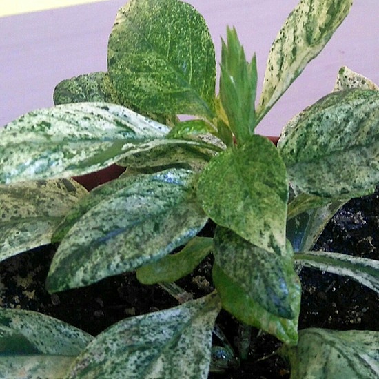 crossandra var1.JPG