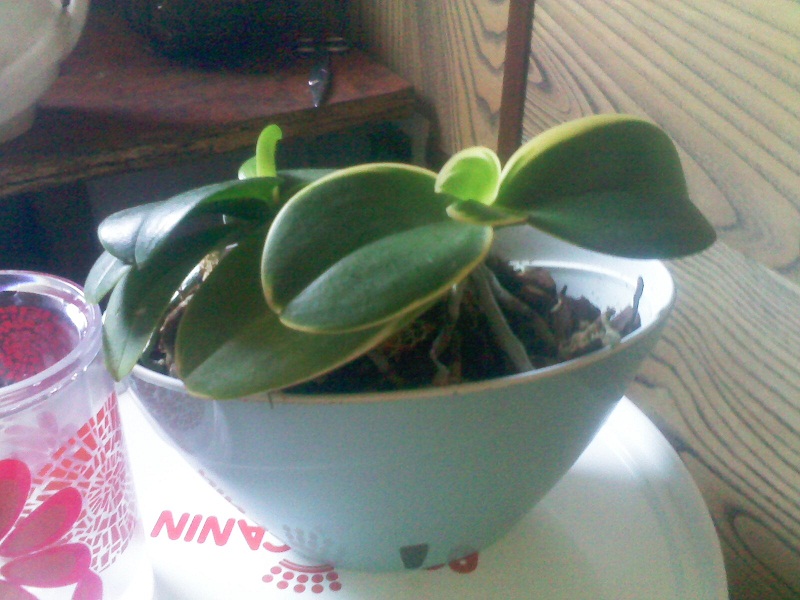 IMG02151.jpg