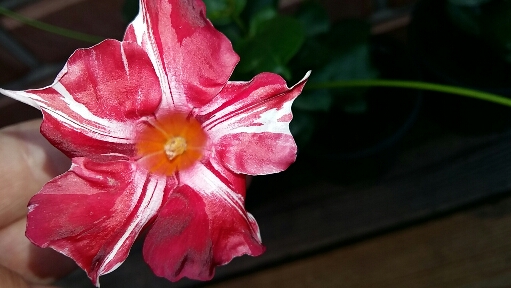2016-06-30 08.00.58.jpg