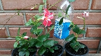 2016-06-30 08.17.15.jpg