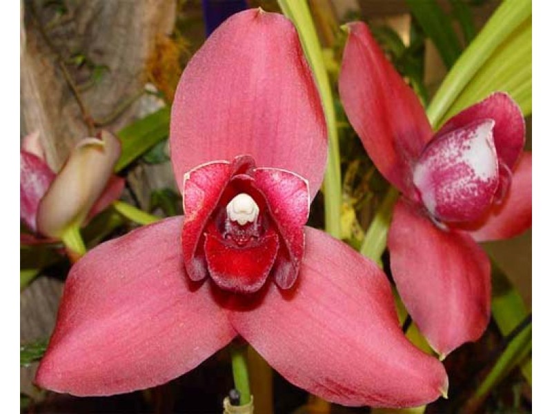 data-biletskie-lycaste-fire-bird-foto-2835-800x600.jpg