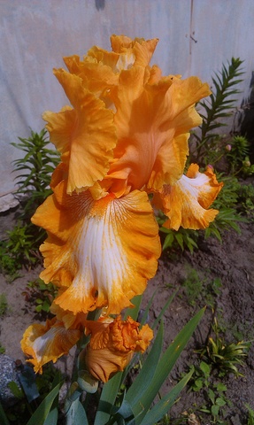 IMAG2284.jpg