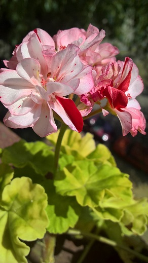 Pelargonium zonale Golden Anniversary 3.jpg