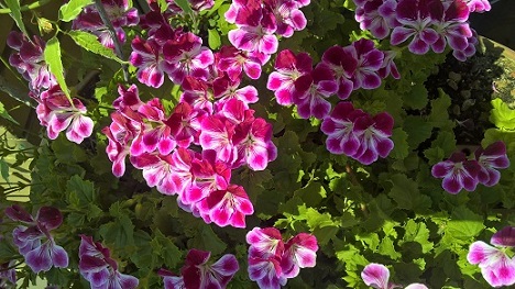 Geranium Angel Eyes Blueberry.jpg
