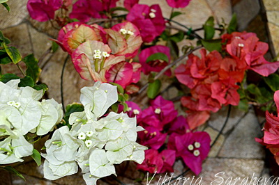 DSC_0186_новый размер.JPG