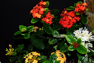 DSC_0253_exposure_новый размер.JPG