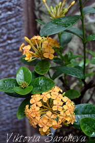 DSC_0365_новый размер.JPG