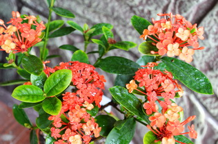 DSC_0354_exposure_новый размер.JPG