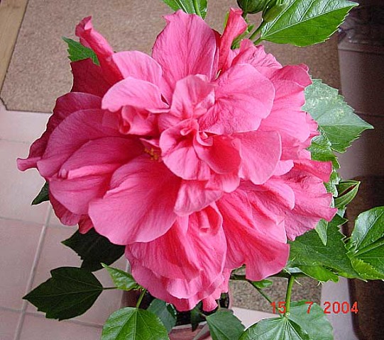image (4).jpg