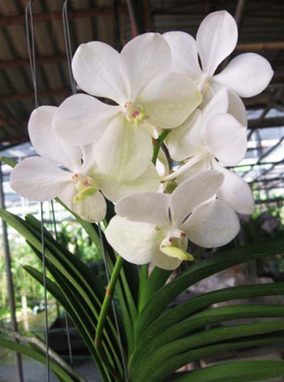 ascocenda-princess-mikasa-white-foto-3786.jpg